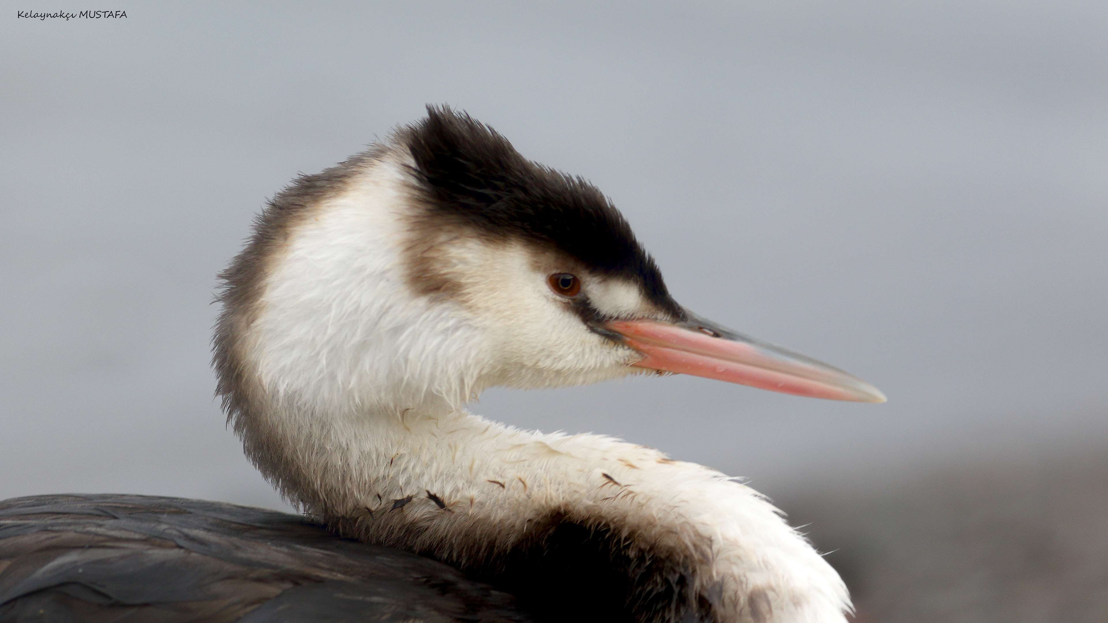 Great Crested Grebe